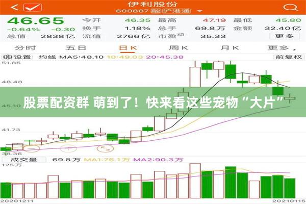 股票配资群 萌到了！快来看这些宠物“大片”